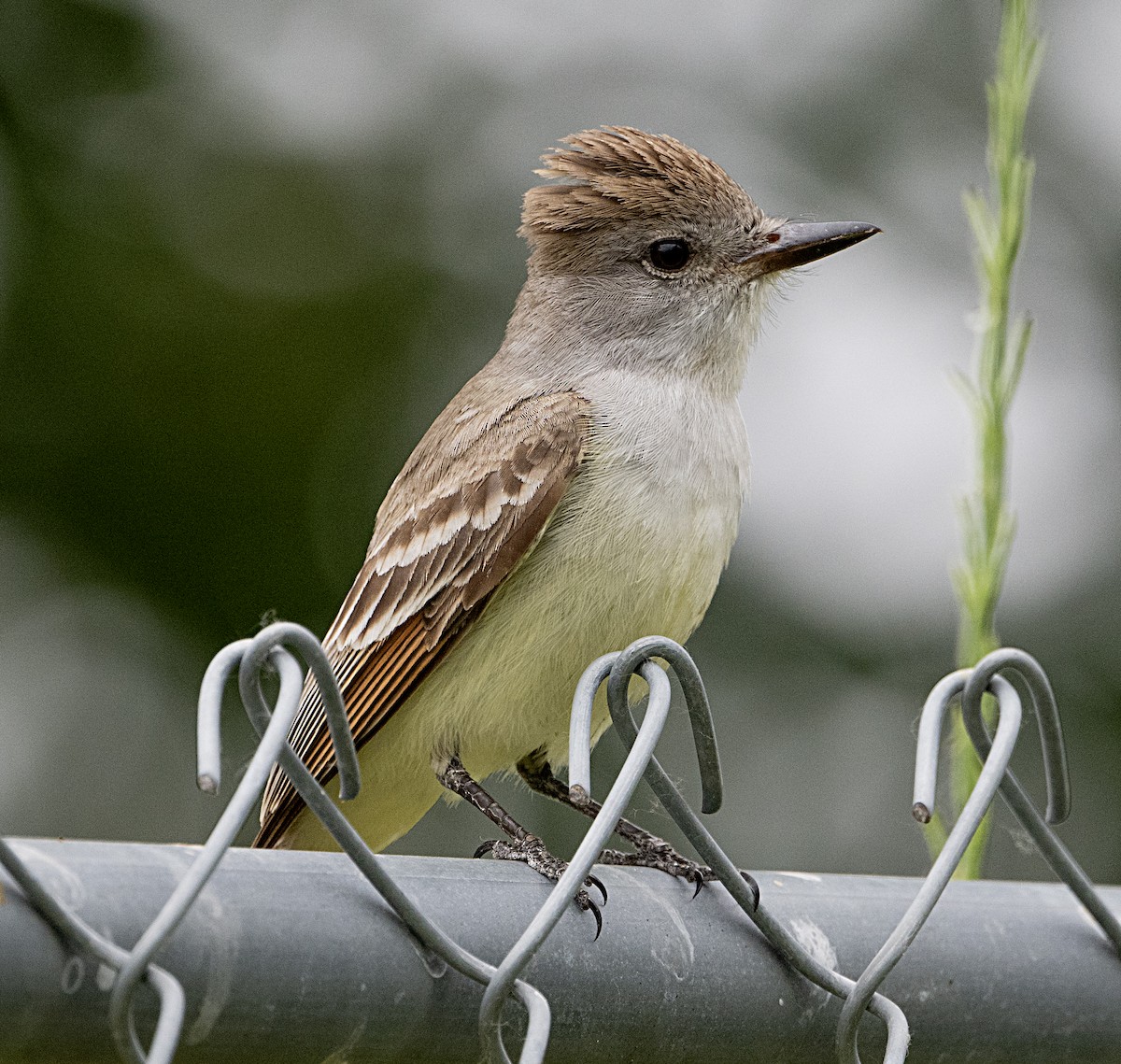Ash-throated Flycatcher - Terry  Hurst