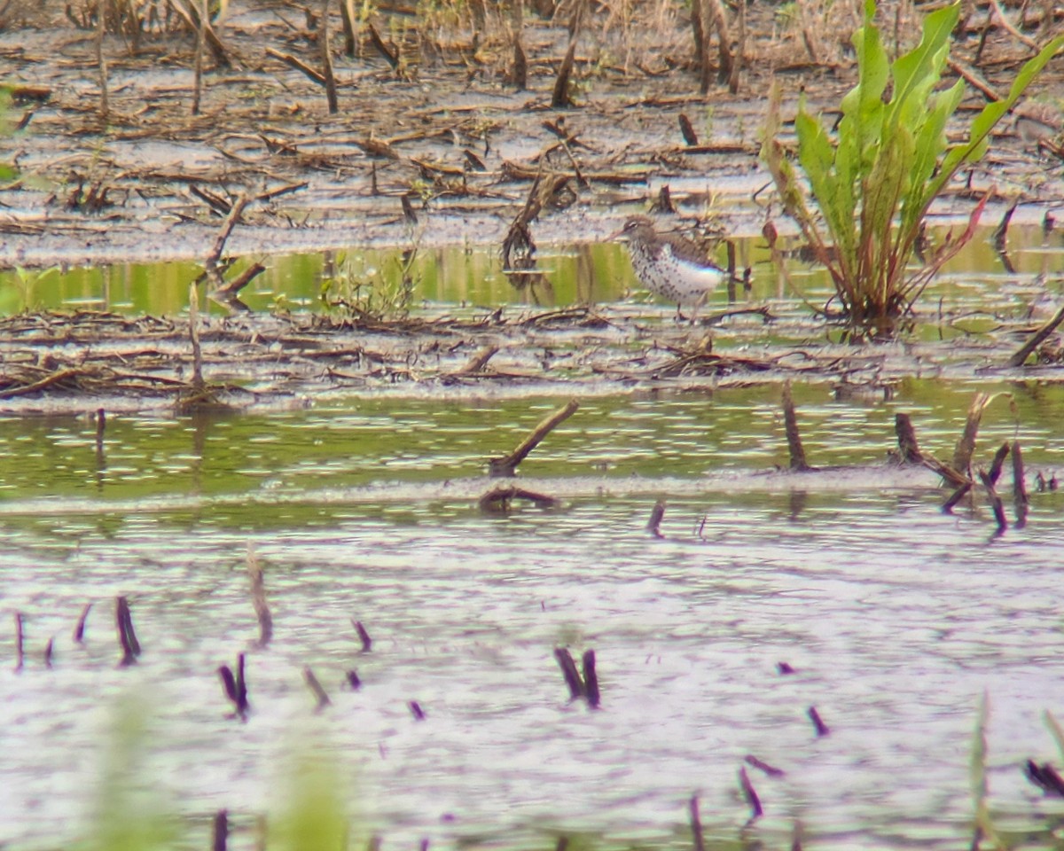 Spotted Sandpiper - Tom Nagel