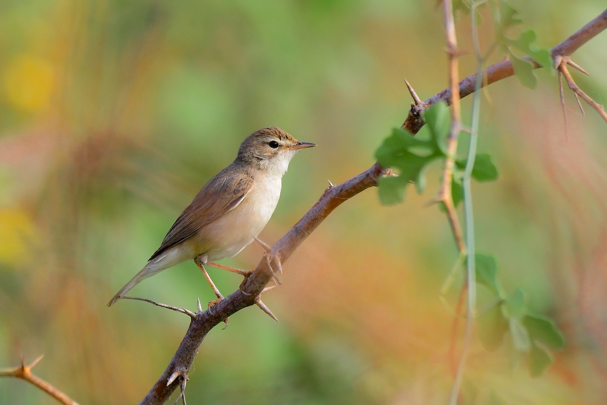 Booted Warbler - Sathish Ramamoorthy