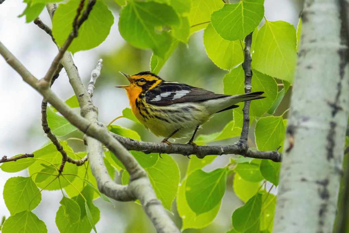 Blackburnian Warbler - Yvon Boulanger