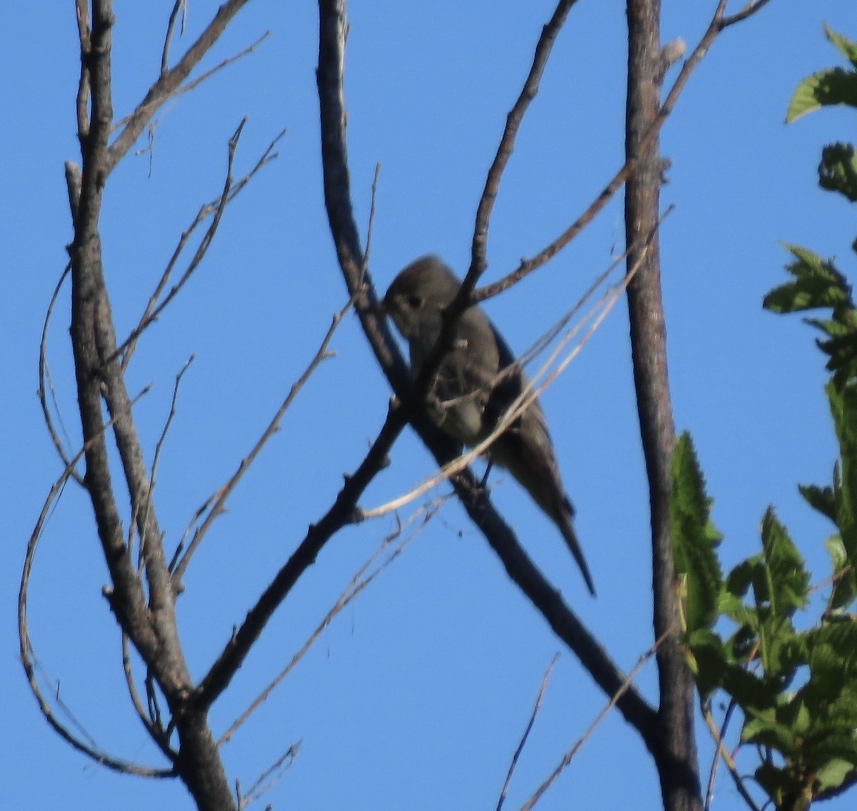 Western Wood-Pewee - Patricia DiLuzio