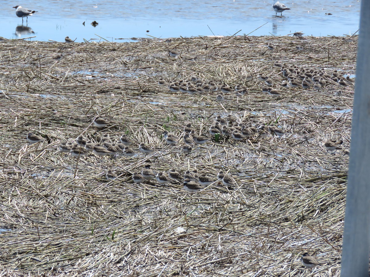 Semipalmated Sandpiper - Christine W.