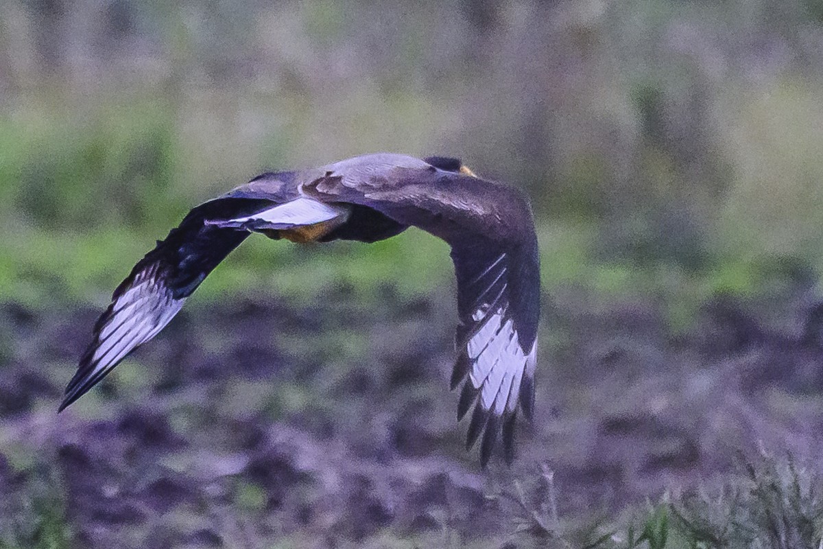 Crested Caracara - Amed Hernández