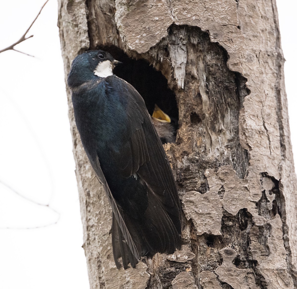 Tree Swallow - Terry  Hurst