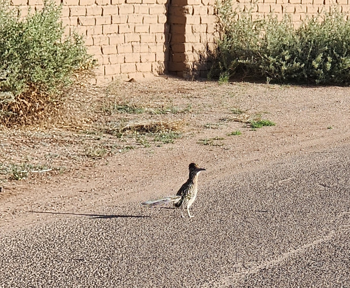 Greater Roadrunner - Nancy Cox