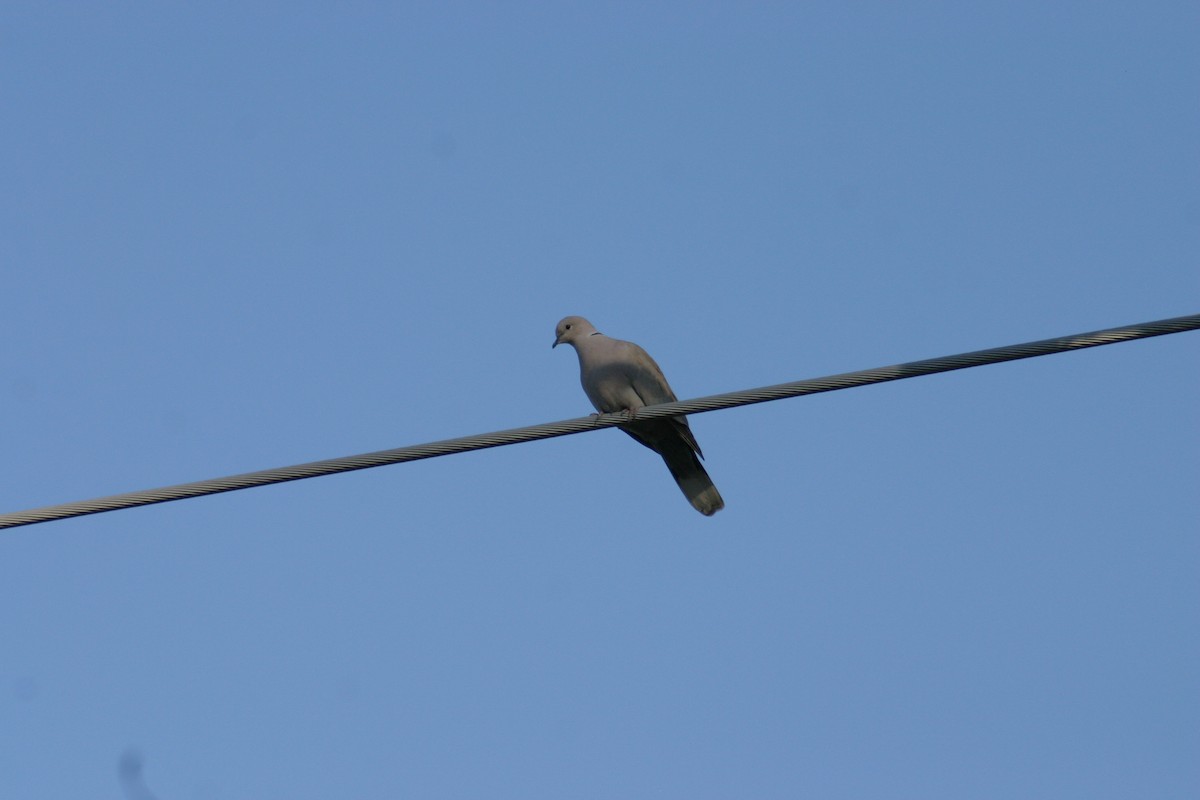 Eurasian Collared-Dove - Sylvie Vanier🦩