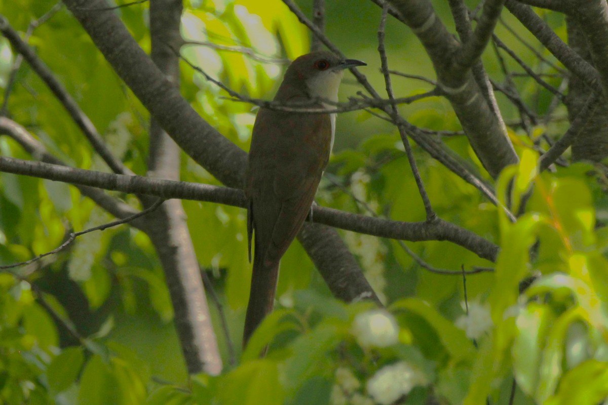 Black-billed Cuckoo - Jamie Klooster