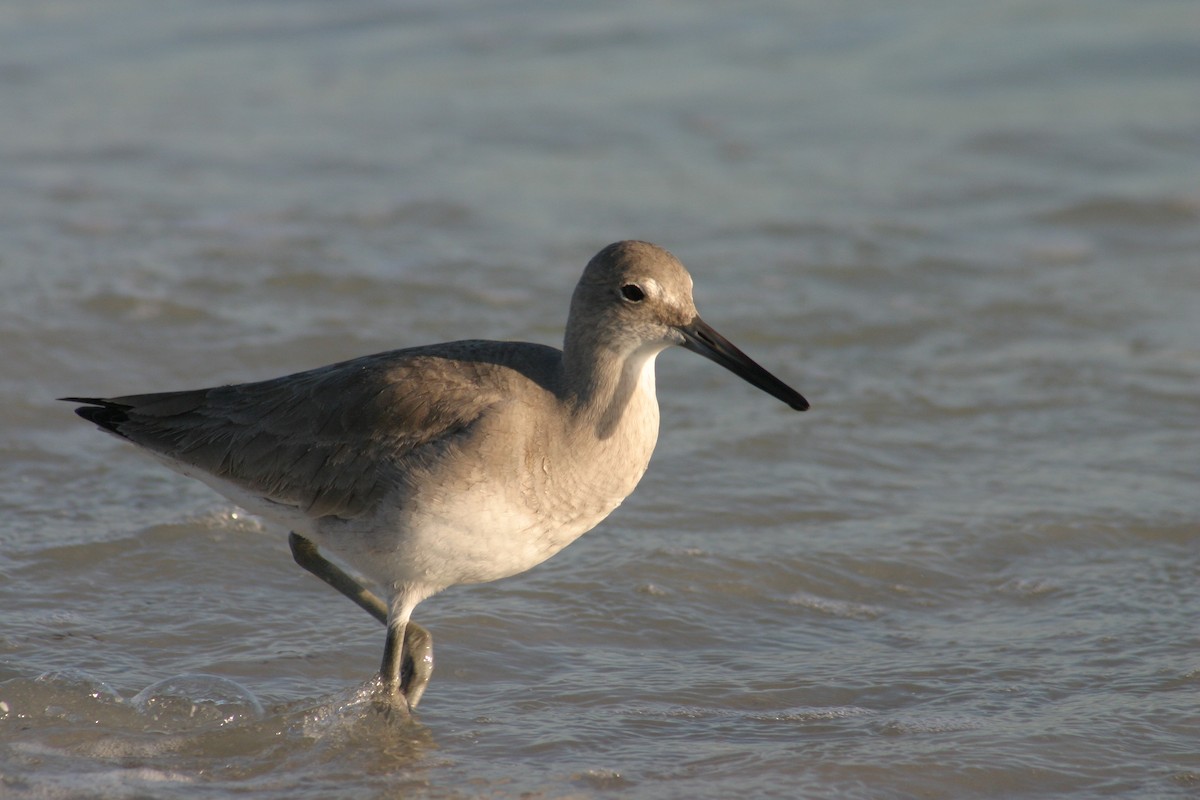 Willet - Sylvie Vanier🦩