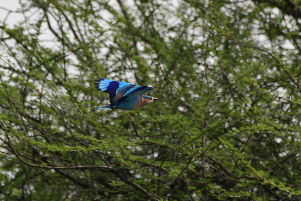 Indian Roller - Sathish Ramamoorthy