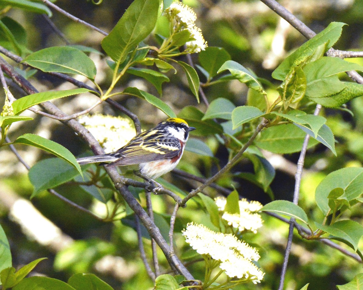 Chestnut-sided Warbler - Ginette Brosseau