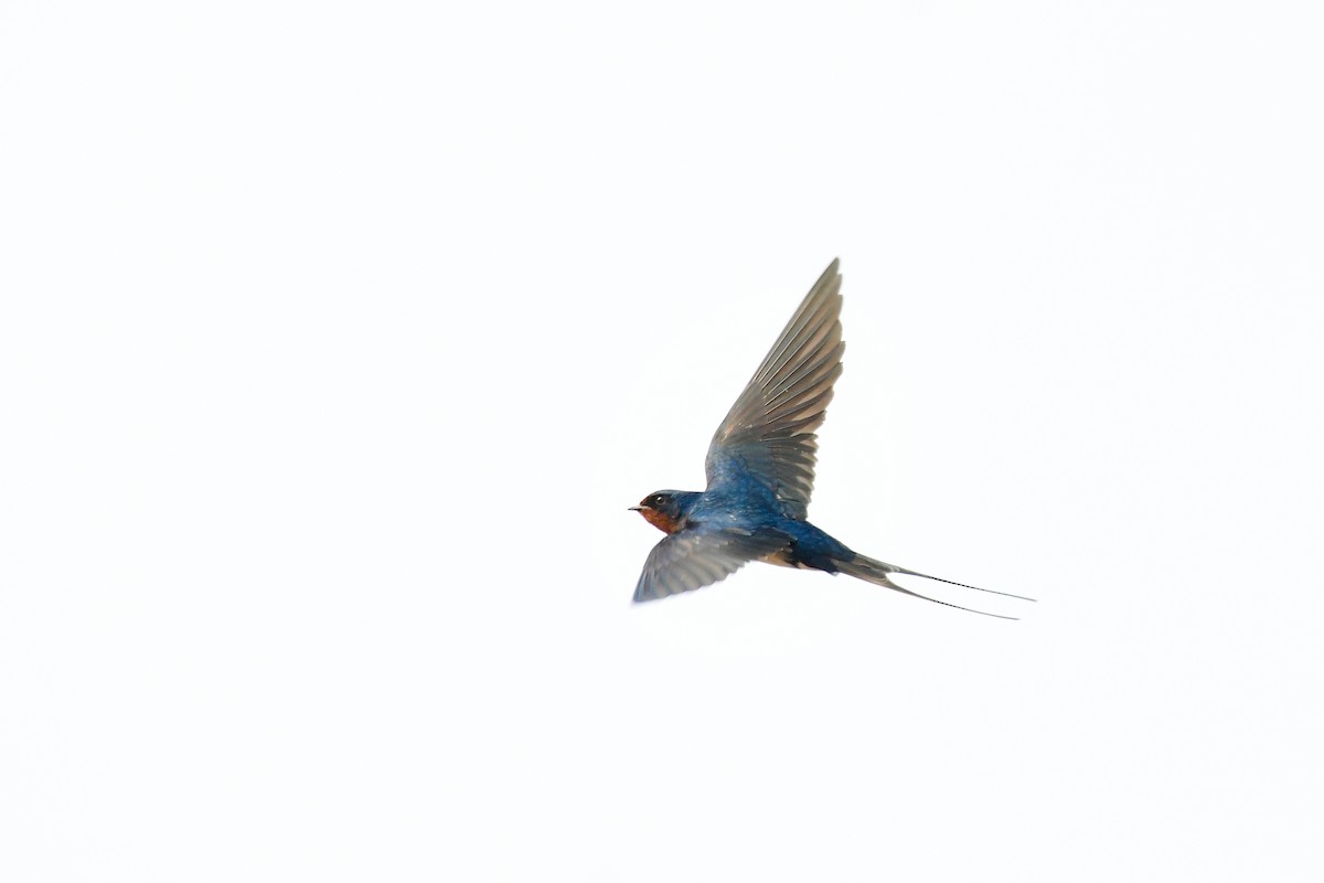 Barn Swallow - ML619538660
