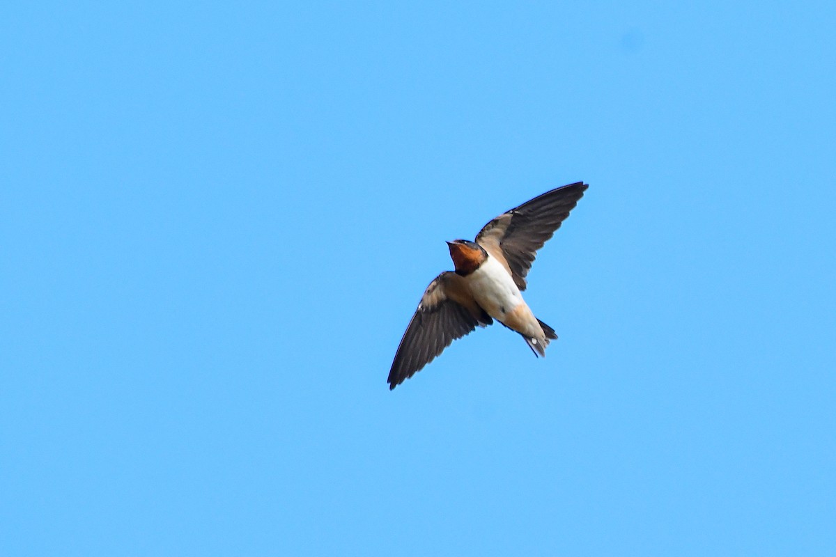 Barn Swallow - ML619538661