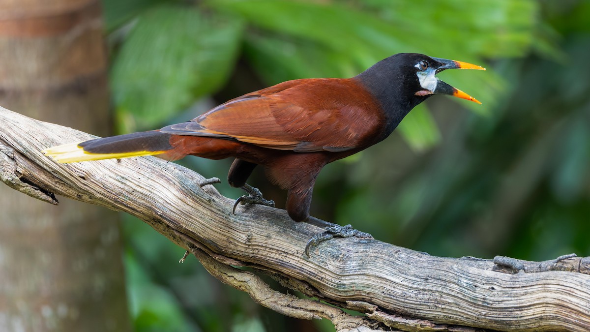 Montezuma Oropendola - John Andersen