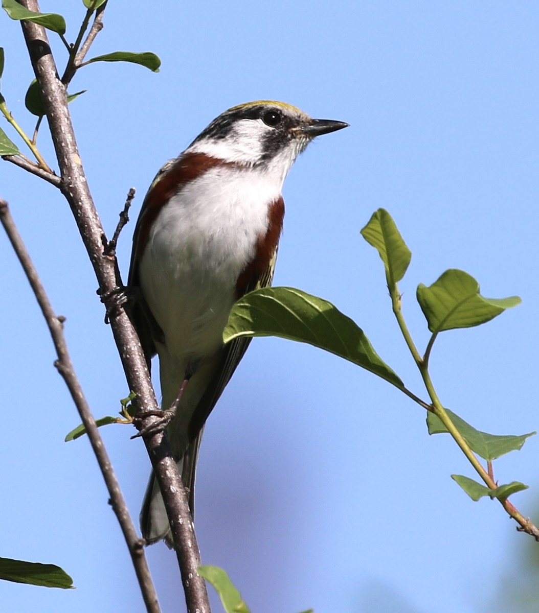 Chestnut-sided Warbler - Michael Medeiros