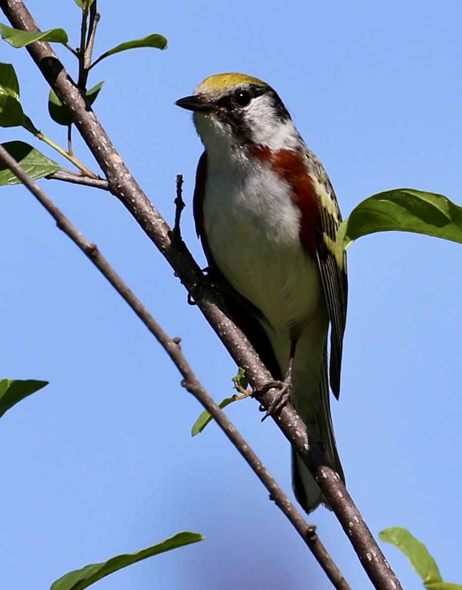 Chestnut-sided Warbler - Michael Medeiros