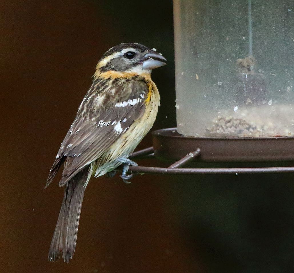 Black-headed Grosbeak - Breck Breckenridge