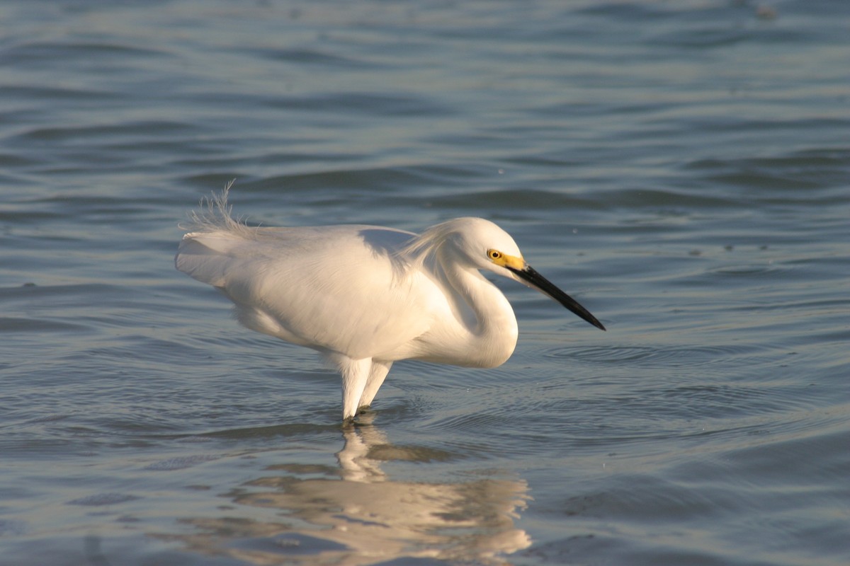 Snowy Egret - Sylvie Vanier🦩