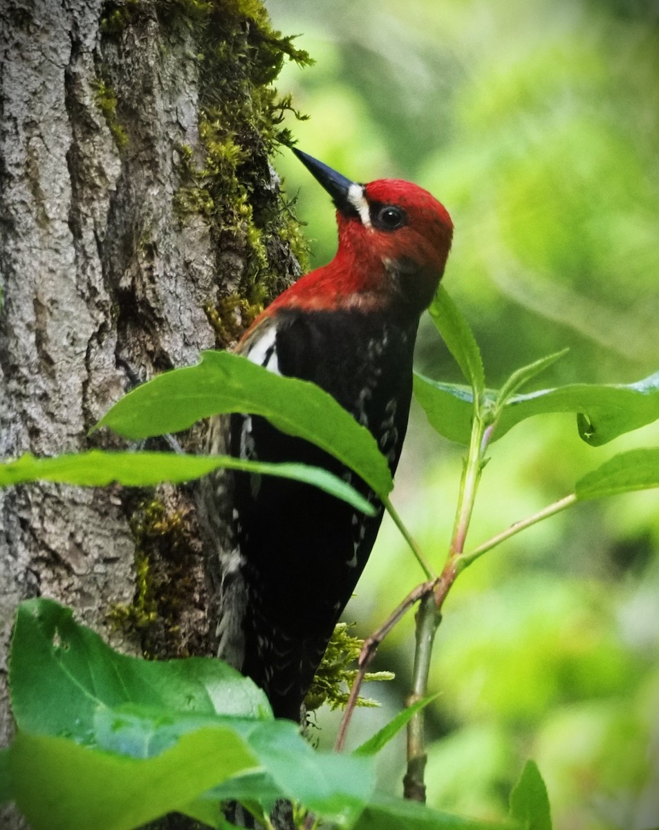 Red-breasted Sapsucker - Dick Cartwright