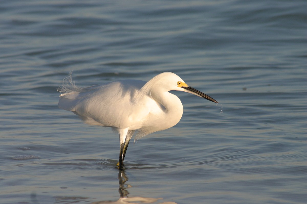 Snowy Egret - Sylvie Vanier🦩