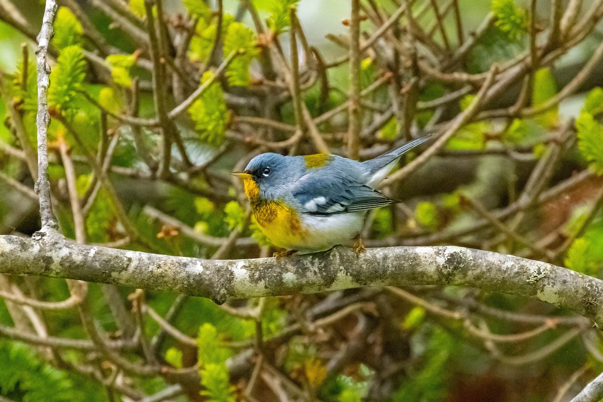 Northern Parula - Yvon Boulanger