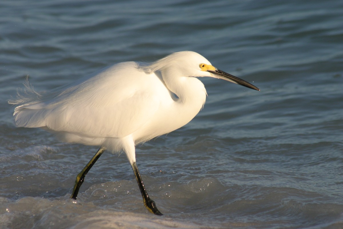 Snowy Egret - Sylvie Vanier🦩