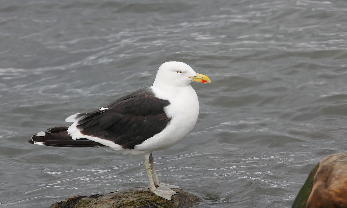 Kelp Gull - ML619538682