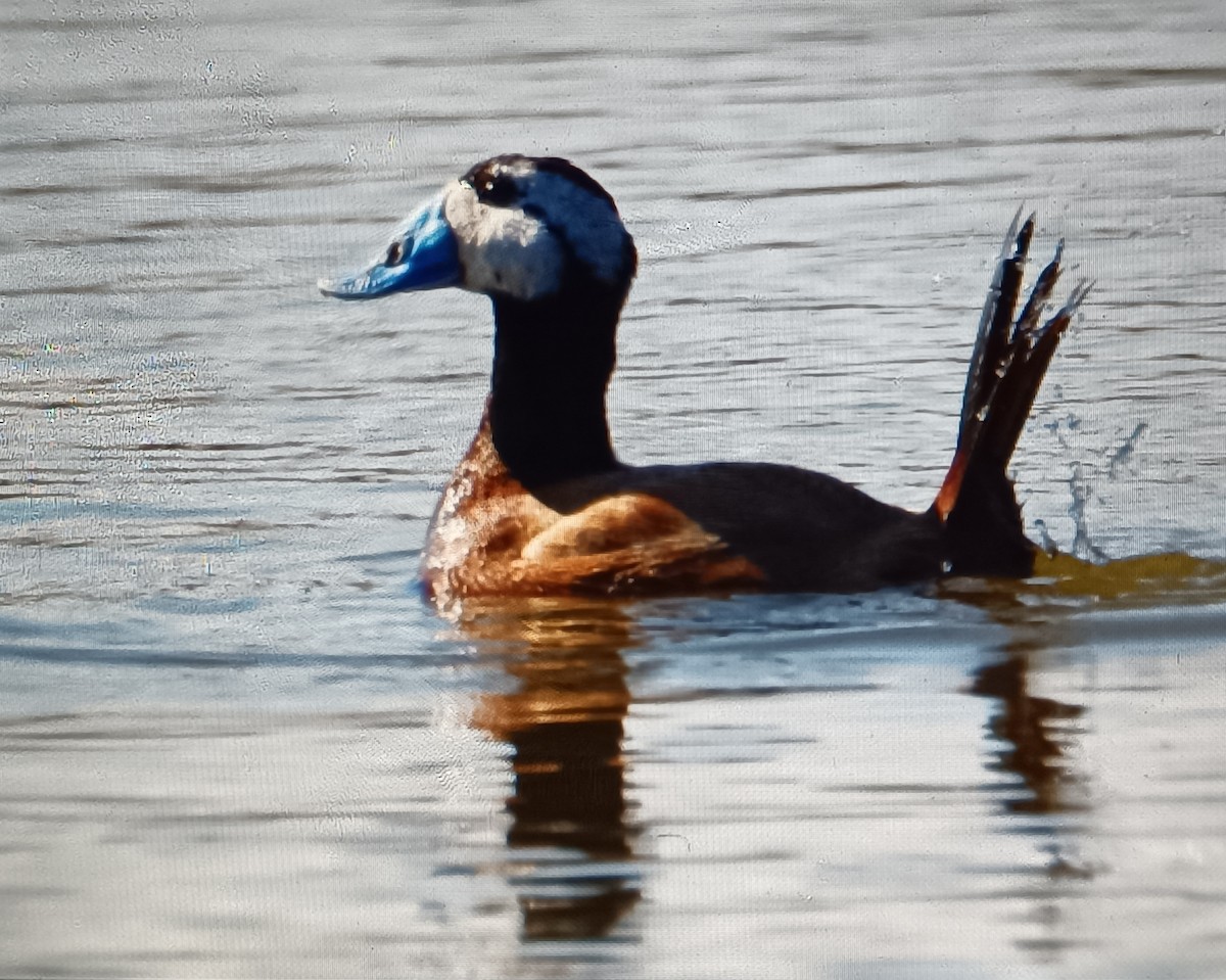 White-headed Duck - Sergio Hoces lucena