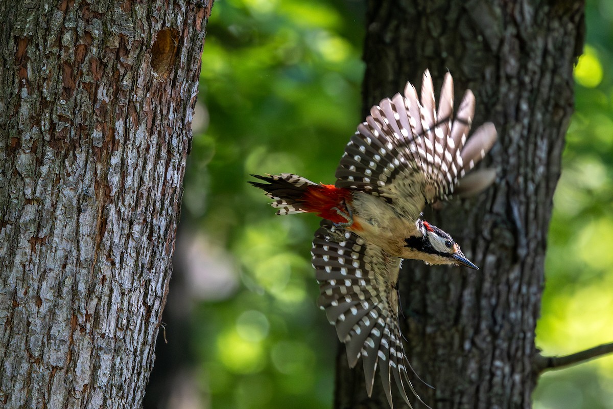 Great Spotted Woodpecker - Honza Grünwald