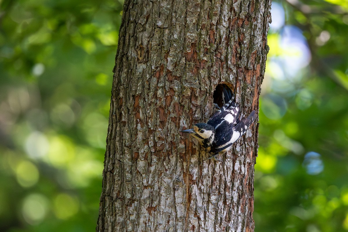 Great Spotted Woodpecker - Honza Grünwald