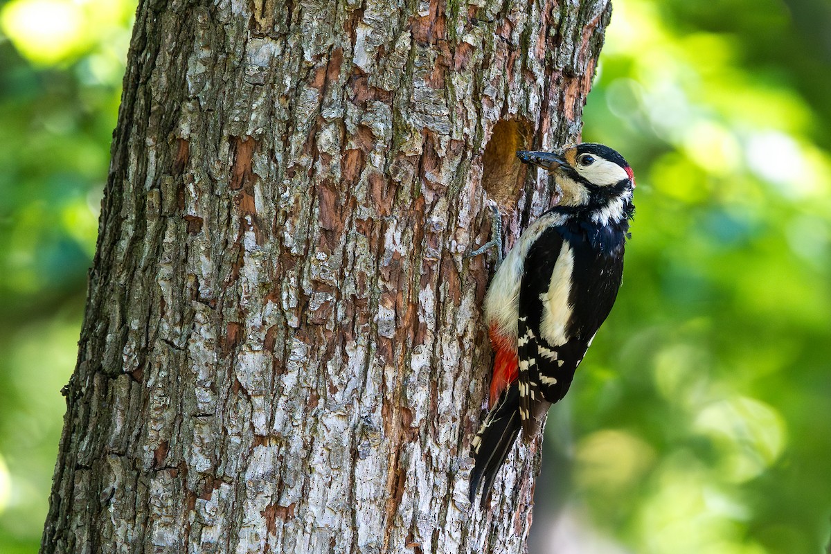 Great Spotted Woodpecker - Honza Grünwald