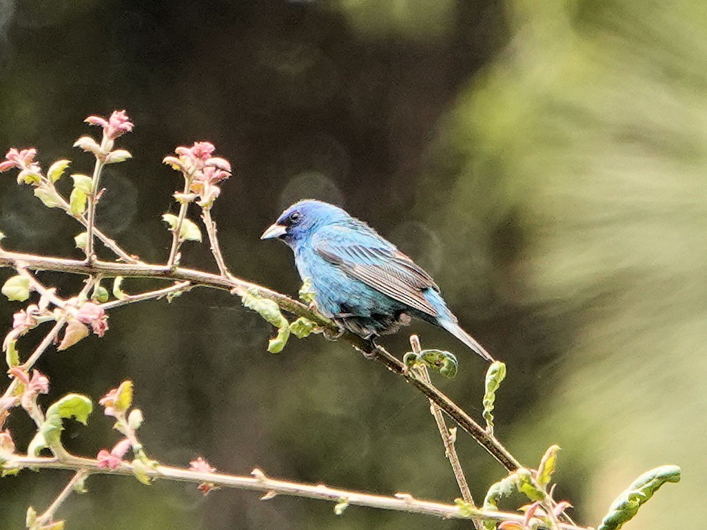 Indigo Bunting - Sue Foster