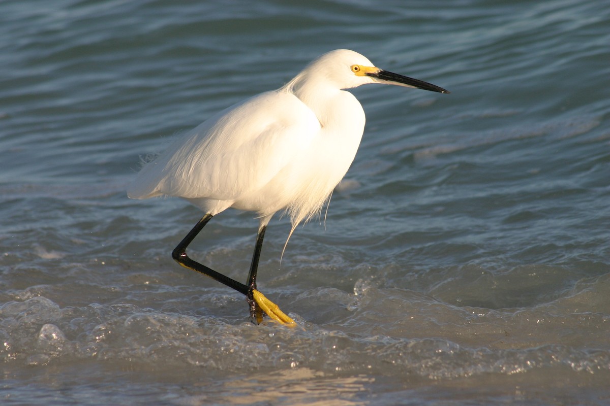 Snowy Egret - Sylvie Vanier🦩