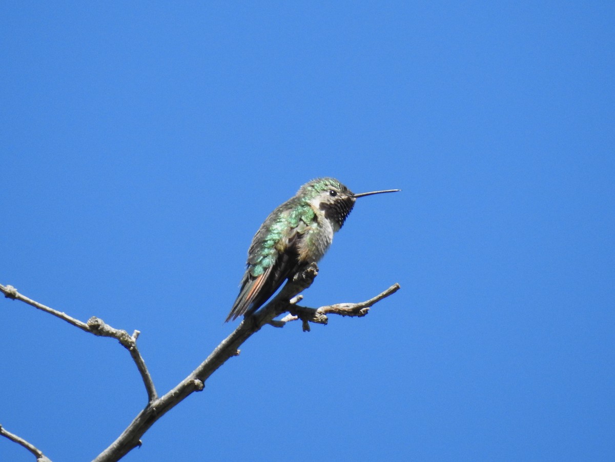 Broad-tailed Hummingbird - Jane Baryames