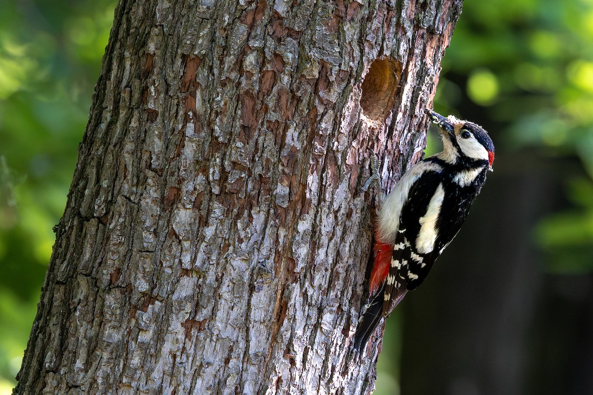 Great Spotted Woodpecker - Honza Grünwald