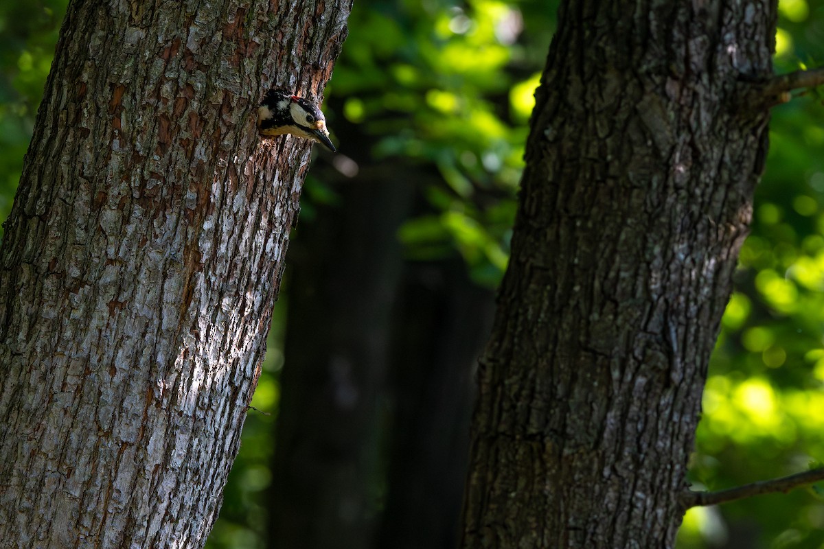 Great Spotted Woodpecker - Honza Grünwald