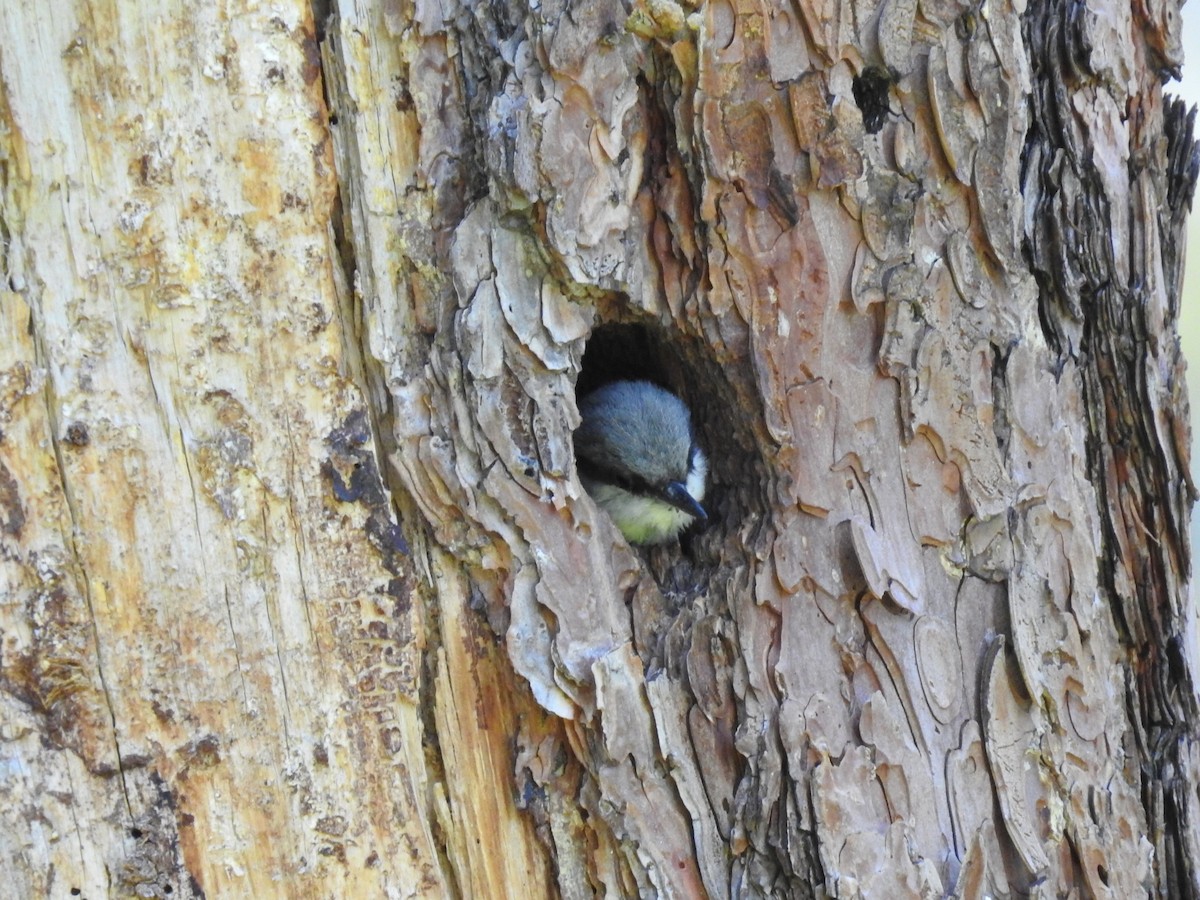 Pygmy Nuthatch - Jane Baryames