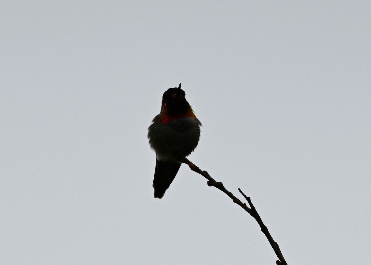 Anna's Hummingbird - Ralph Erickson