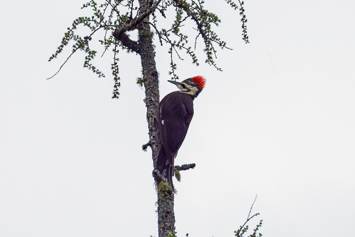 Pileated Woodpecker - Yvon Boulanger