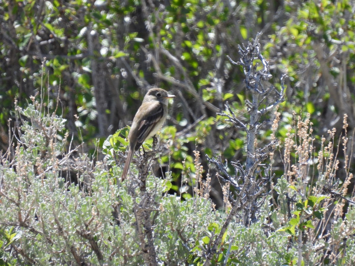 Gray Flycatcher - Jackson Aanerud