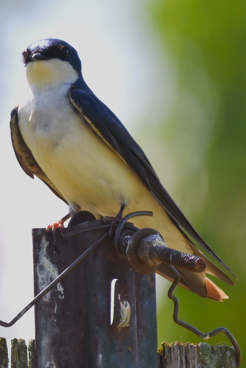 Tree Swallow - Old Sam Peabody