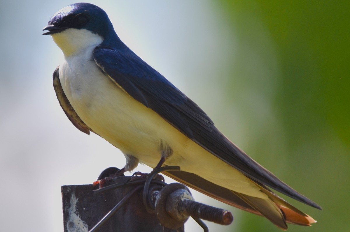 Tree Swallow - Old Sam Peabody