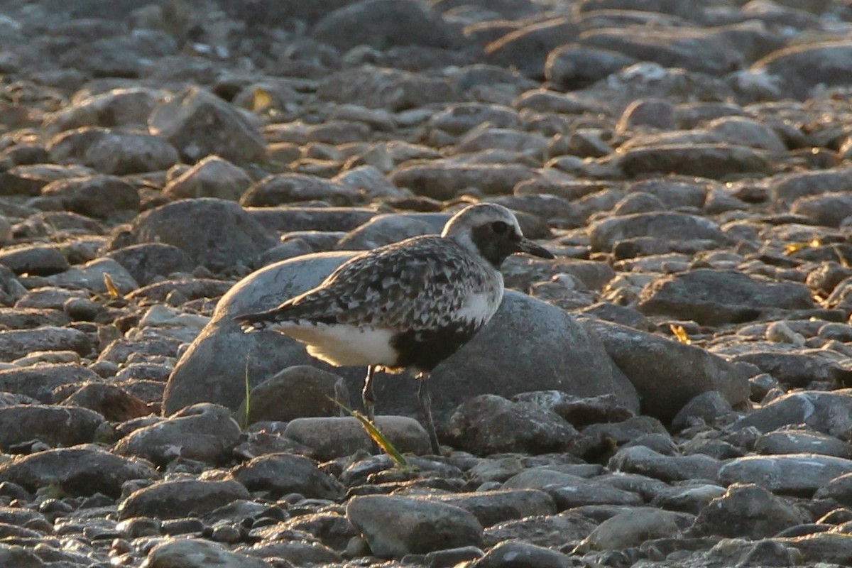 Black-bellied Plover - Jamie Klooster