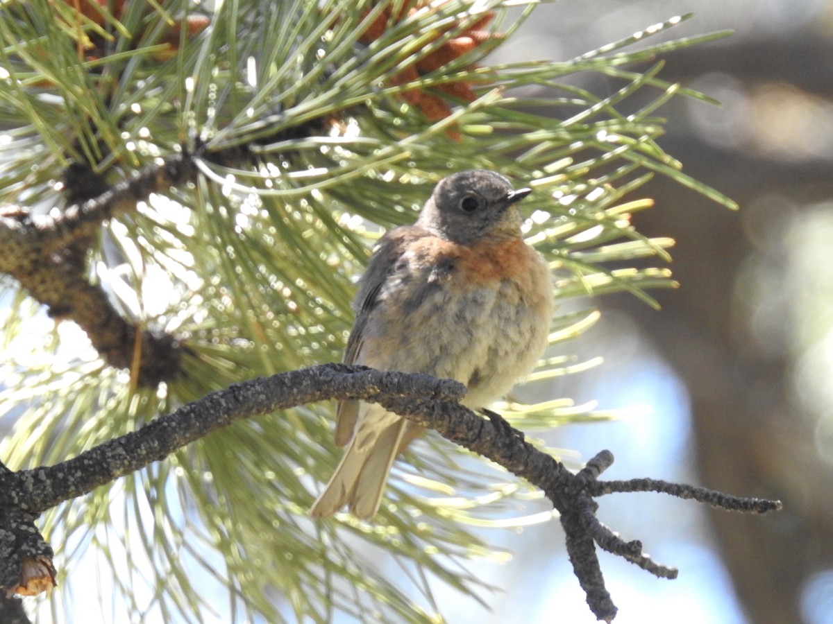 Western Bluebird - Jane Baryames