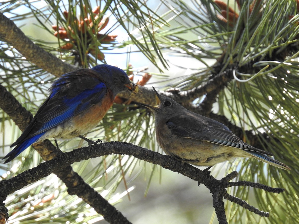 Western Bluebird - ML619538723