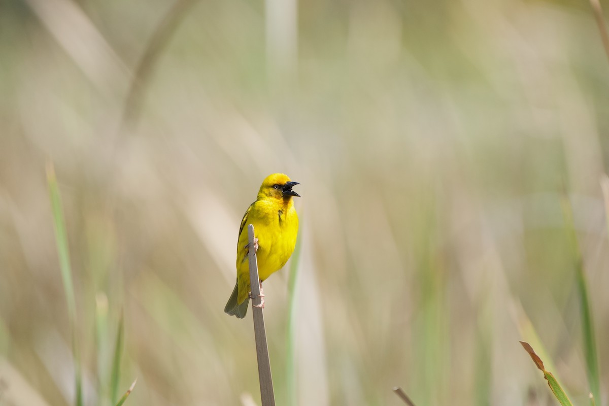 Cape Weaver - Nick Leiby