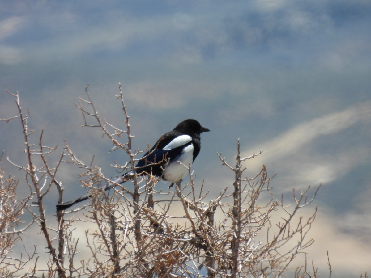 Black-billed Magpie - Jackson Aanerud