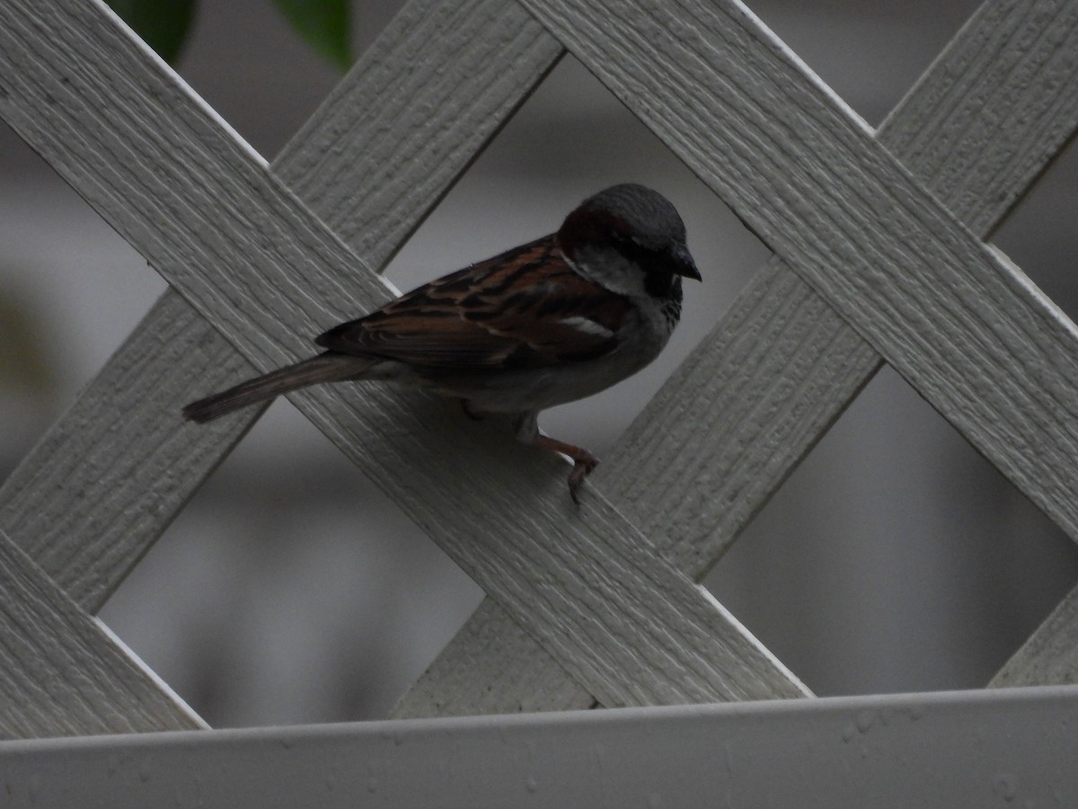 House Sparrow - Maura Powers
