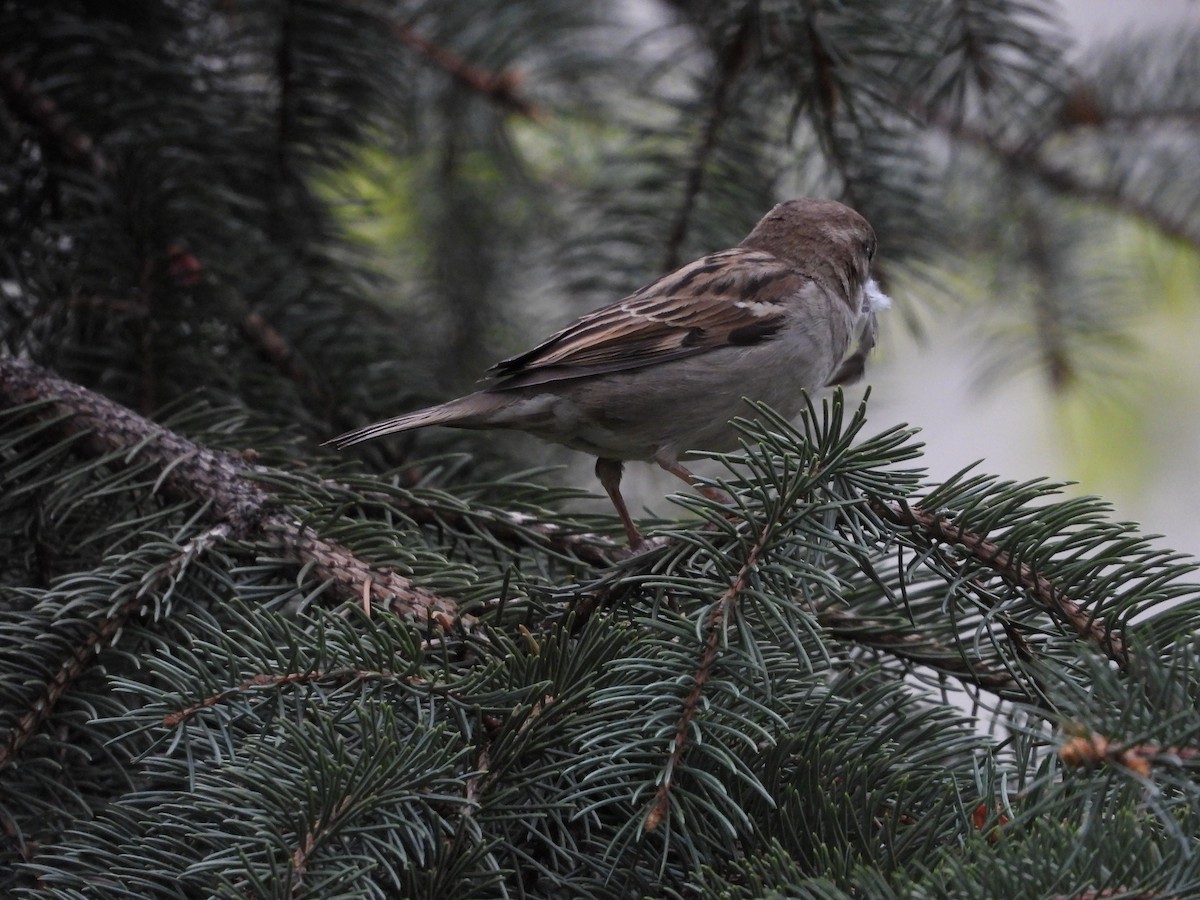 House Sparrow - Maura Powers