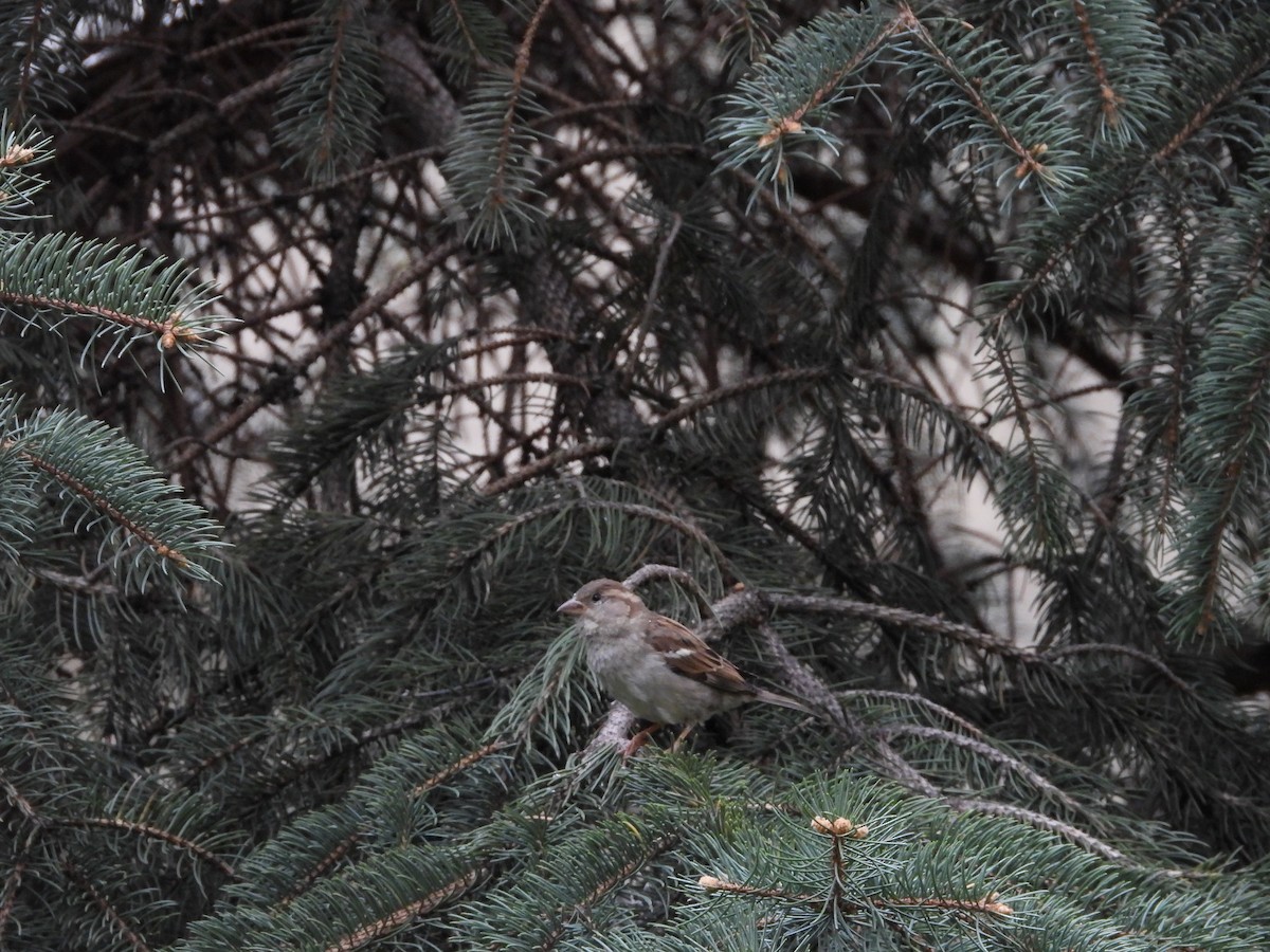 House Sparrow - Maura Powers