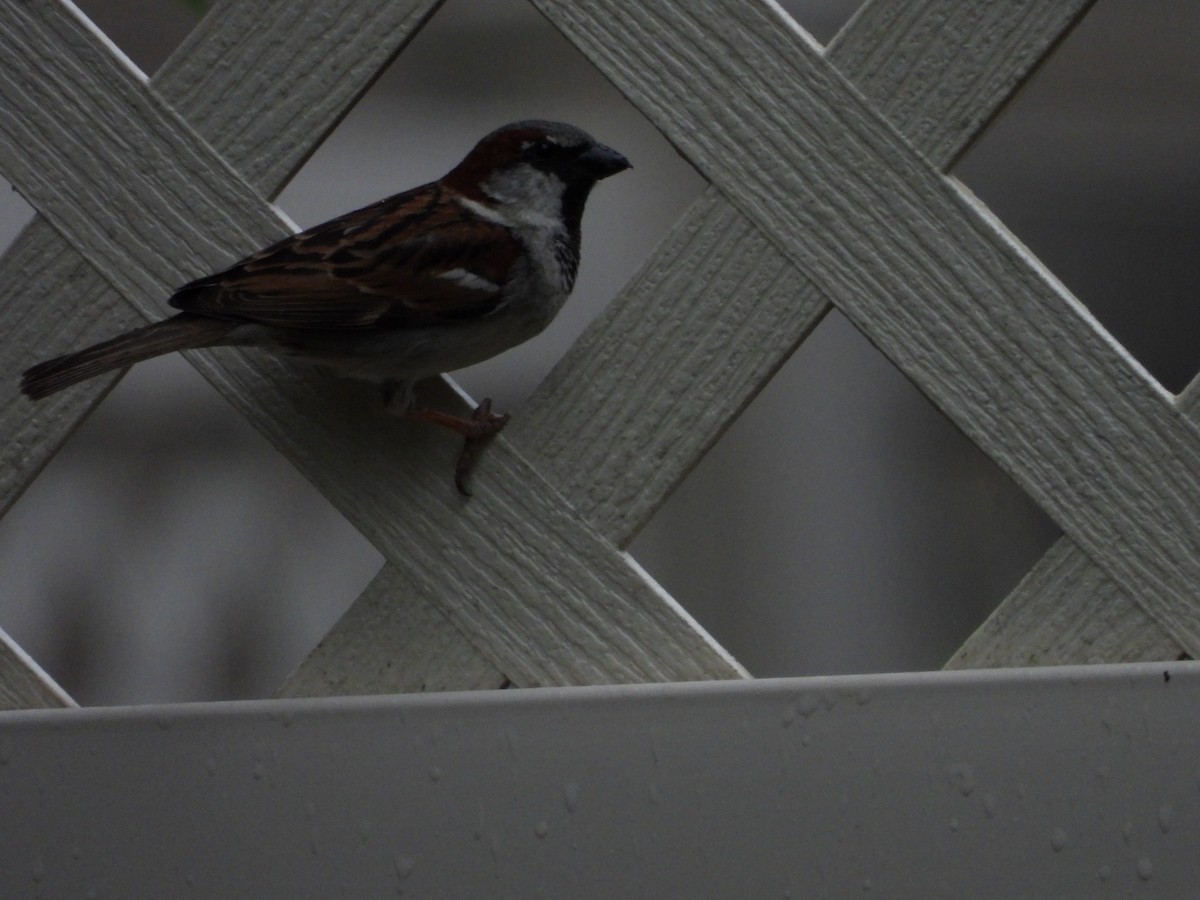 House Sparrow - Maura Powers